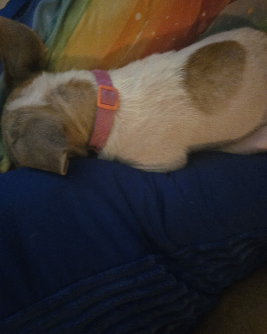 Captin the Pinball pup. Dog, Puppy, Person, Sleeping, Hound, Couch