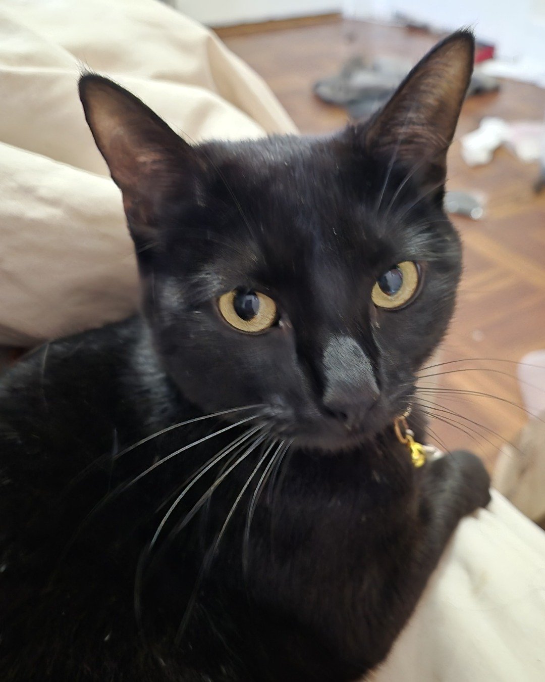 noodle 🍜 the black cat 🐈‍⬛. Cat, Black Cat