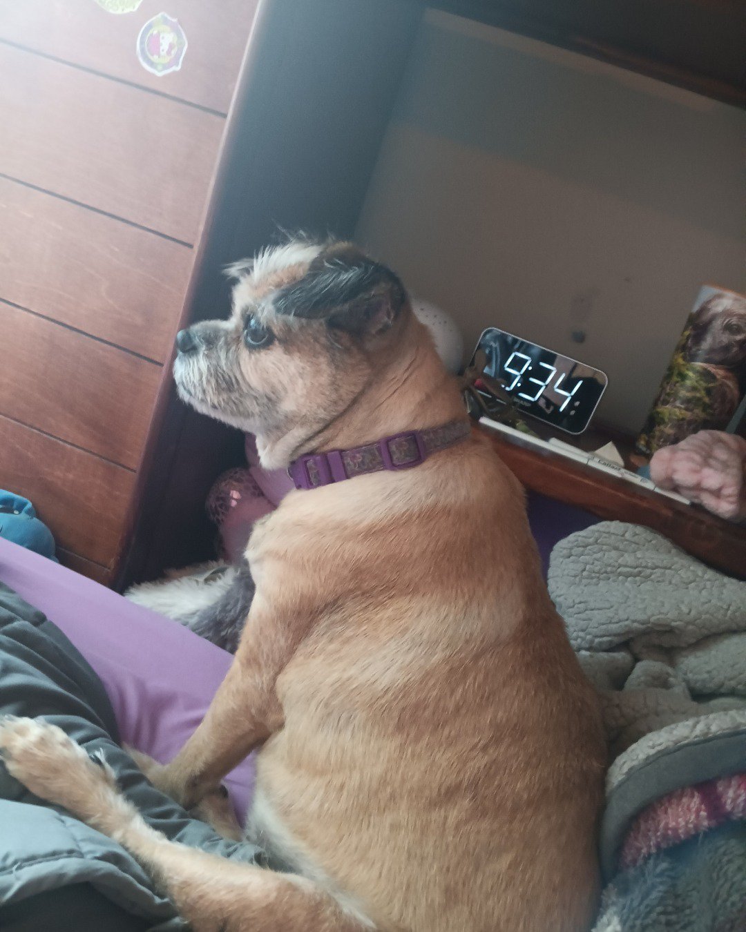 Bella the chawawa-opsa-mix. Person, Couch, Furniture, Cushion, Home Decor, Indoors