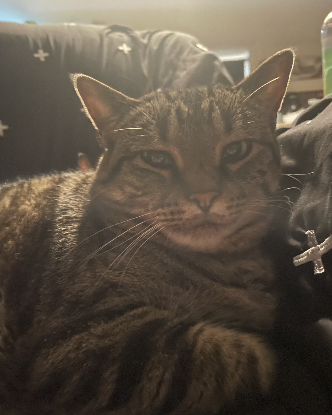 ReyRey — Couch, Furniture, Cat, Abyssinian, Manx