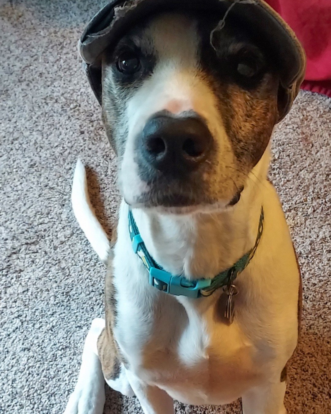 Bucky the Hound/Boxer. Dog, Hound, Puppy