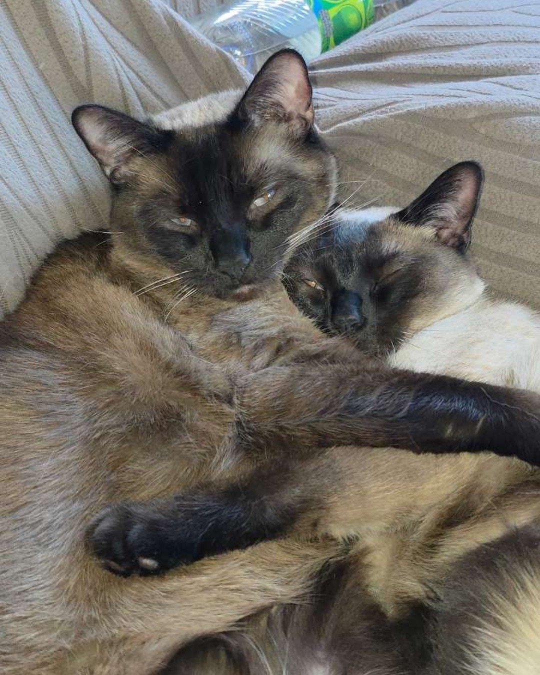 Twin love ❤ (Stella and Luna) the Siamese. Cat, Siamese