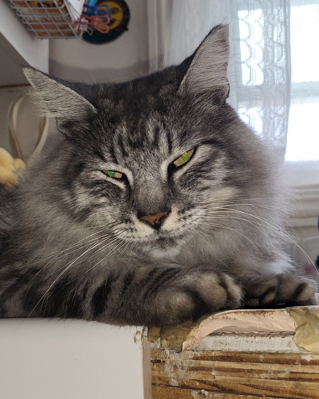 Yeti Freddie. Wood, Cat, Manx