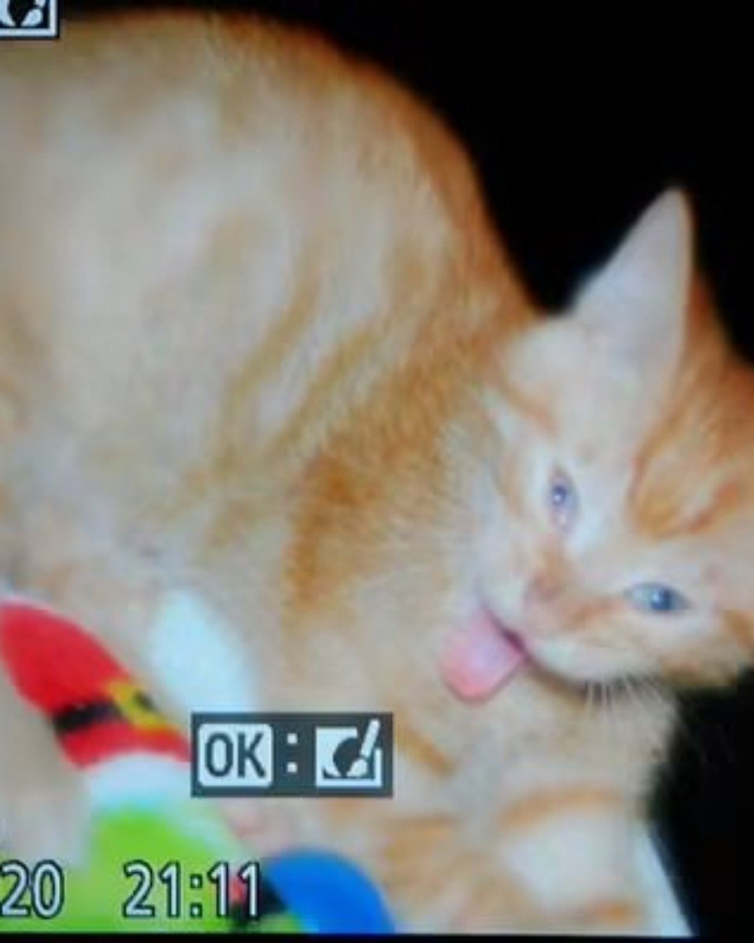 Tiger the tabby. Abyssinian, Cat, Kitten