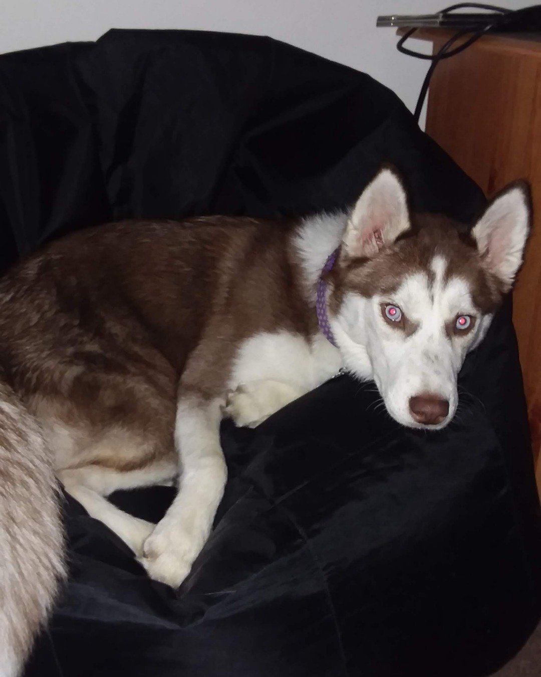 Hela Bella the Siberian Husky. Dog, Husky, Furniture