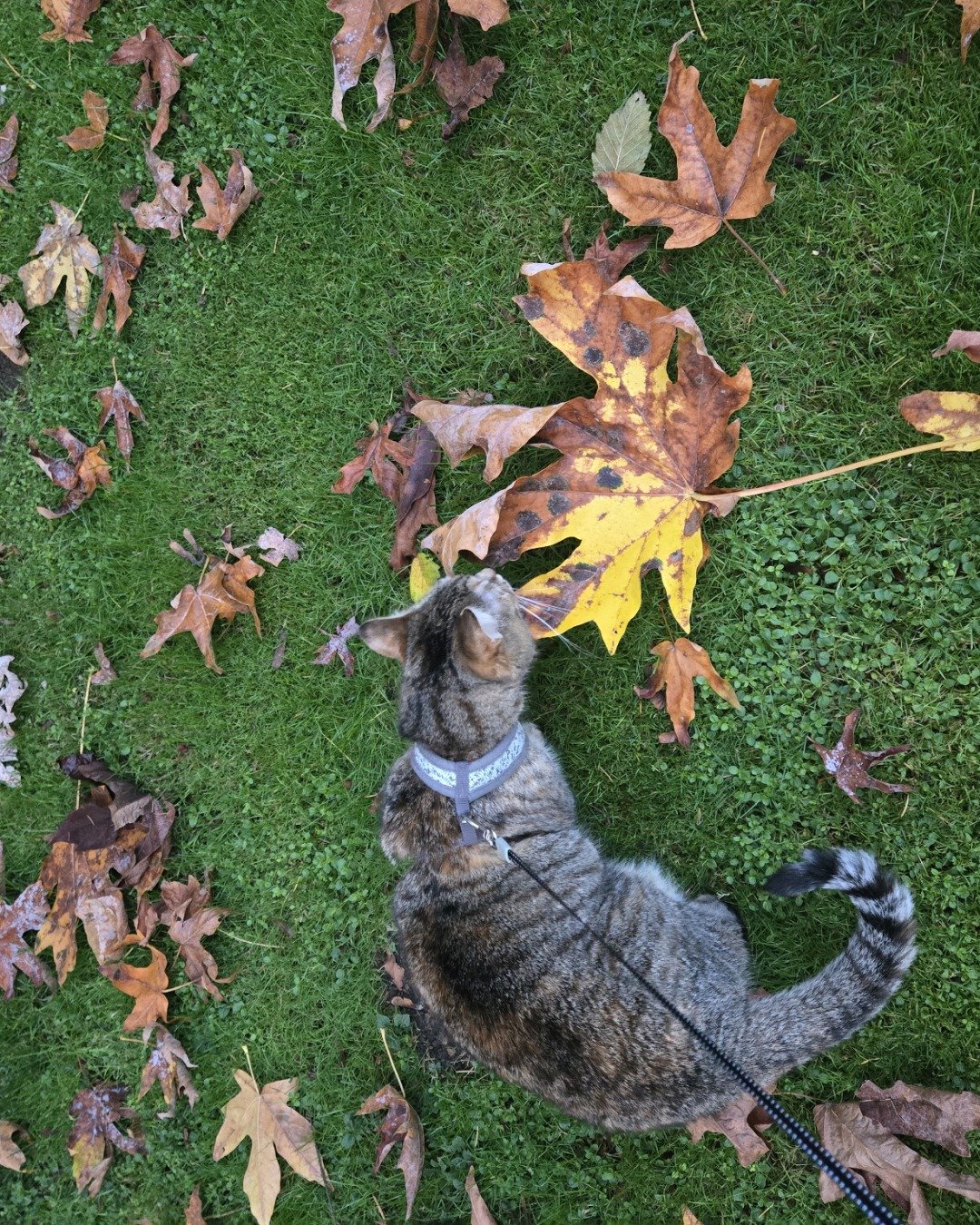 Lucy the tabby. Leaf, Plant, Grass, Tree, Vegetation, Person