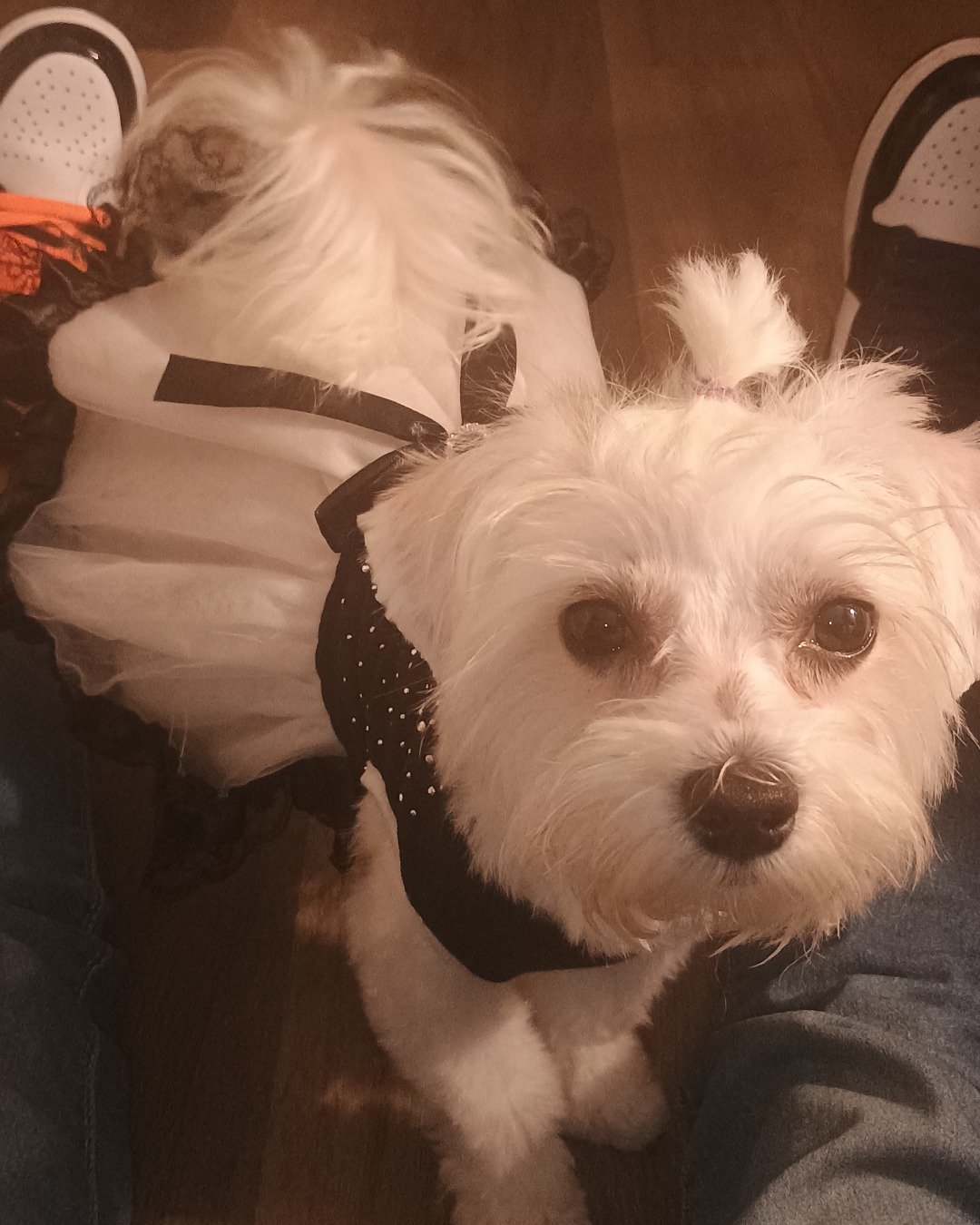 brook the Maltese. Dog, Puppy, White Dog, Clothing, Footwear, Shoe