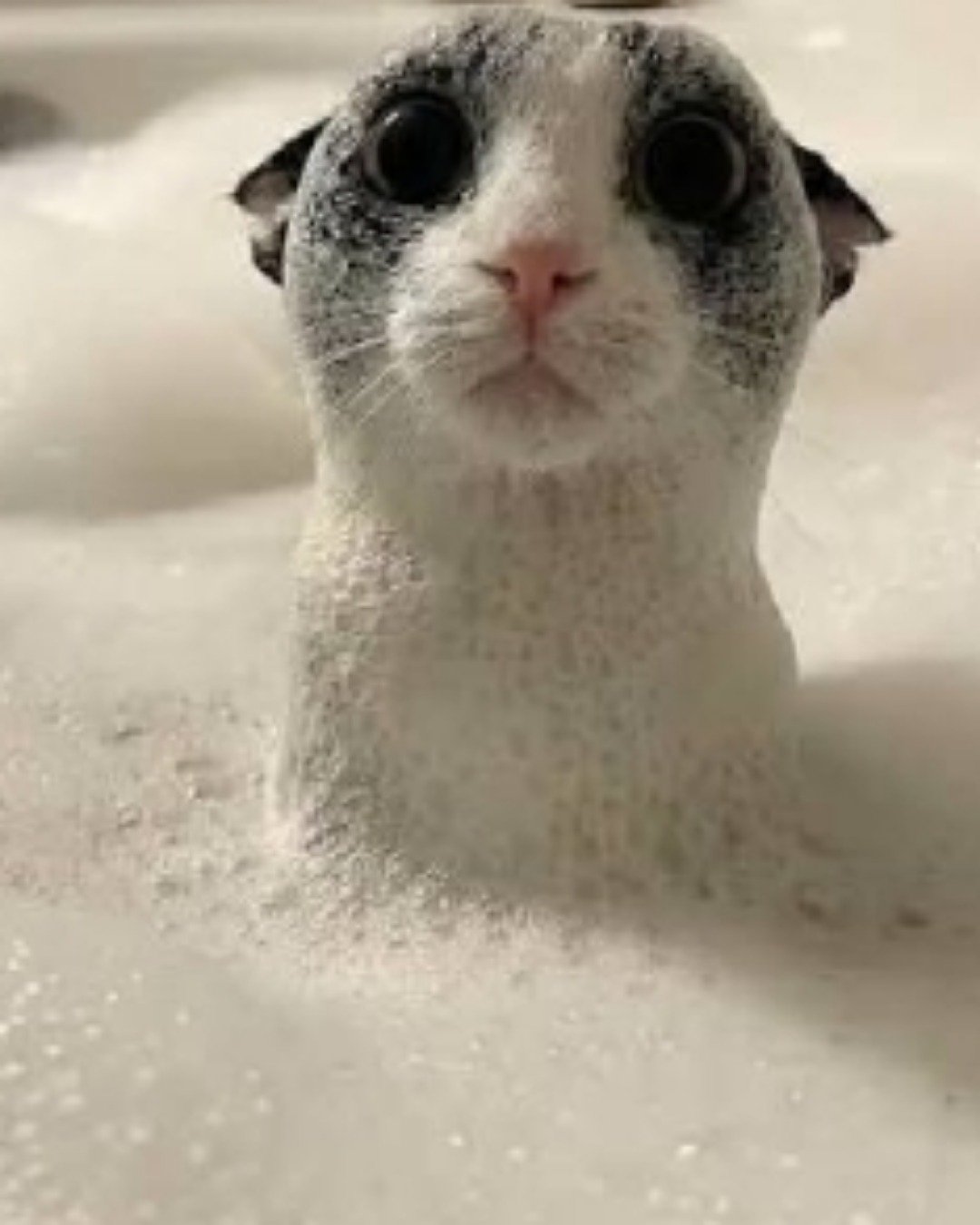 Shelter cats. Bathing, Cat