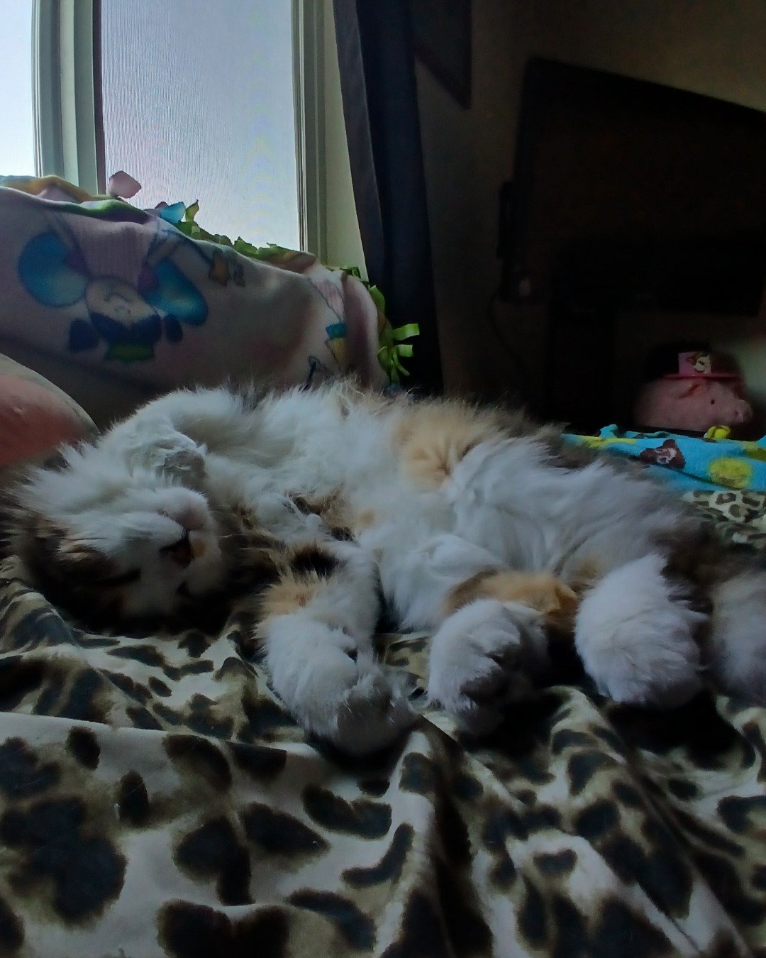 Frito. Person, Sleeping, Cushion, Home Decor, Couch, Furniture