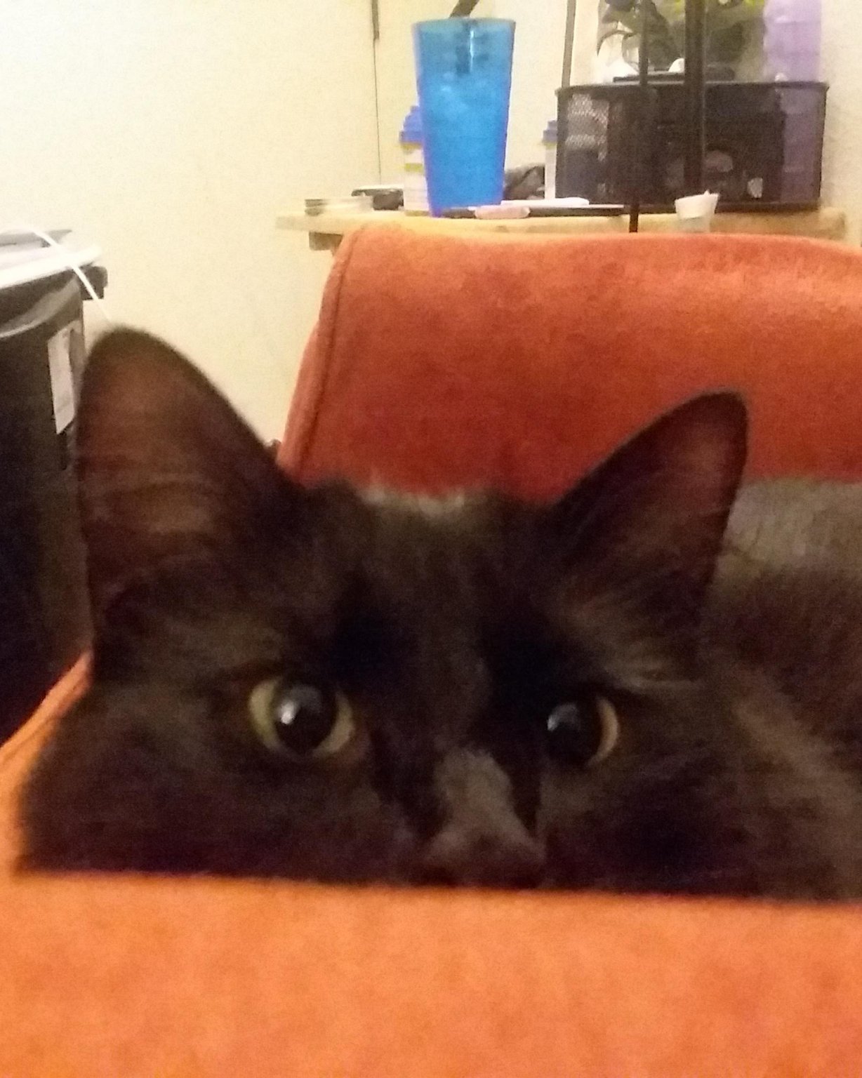 Sylvester the Unsure. Couch, Furniture, Cushion, Home Decor, Plant, Potted Plant