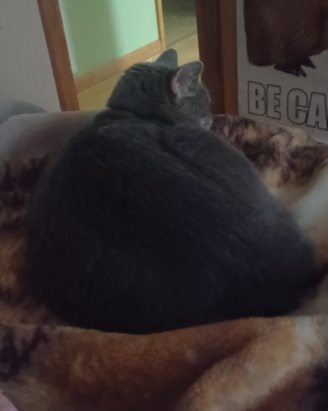 dutchess the short haired cat. Cat, Manx, Couch, Furniture