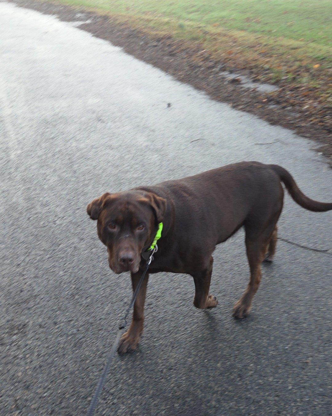 Roscoe the chocolate lab. Accessories, Strap, Dog, Leash