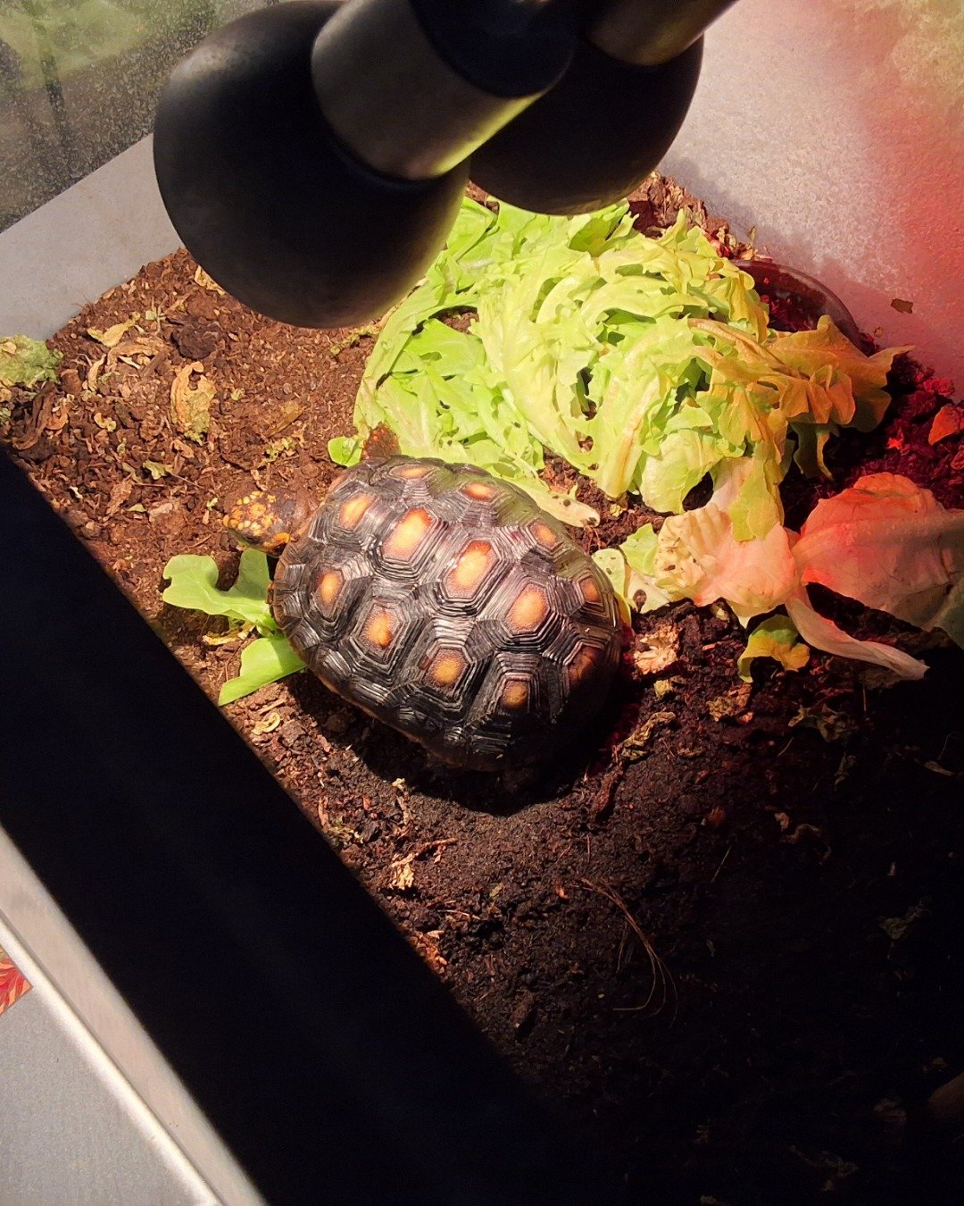 Master oogway the Red footed tortoise. Reptile, Sea Life, Turtle, Tortoise, Box Turtle