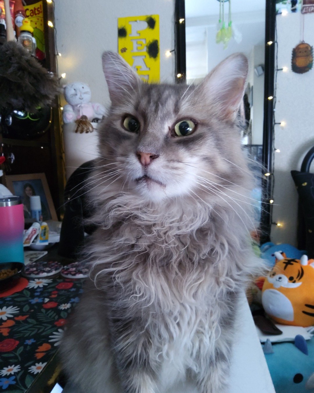 Logan the Long Haired Tabby. Architecture, Building, Dining Room, Dining Table, Furniture, Indoors
