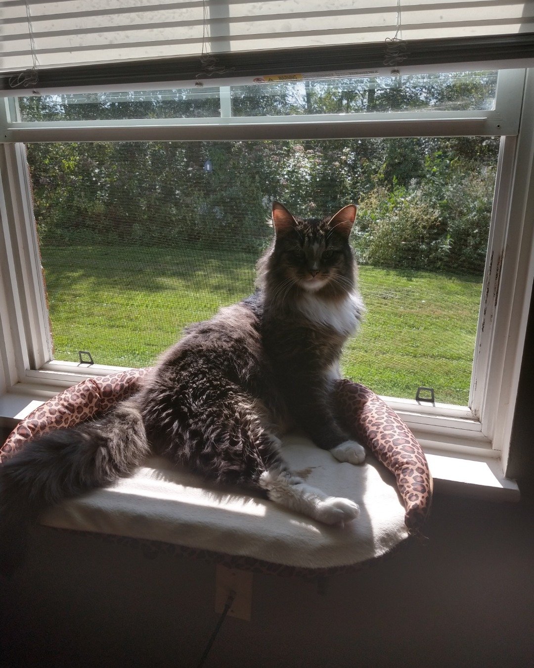 Jordan. Window, Grass, Plant, Cat, Windowsill