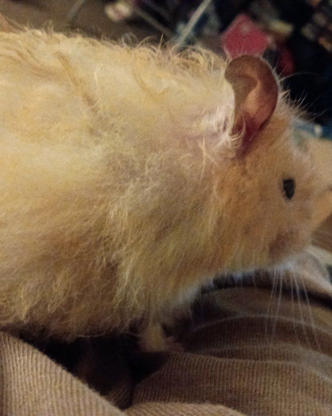 Alex the golden hamster. Rodent, Hamster, Cat