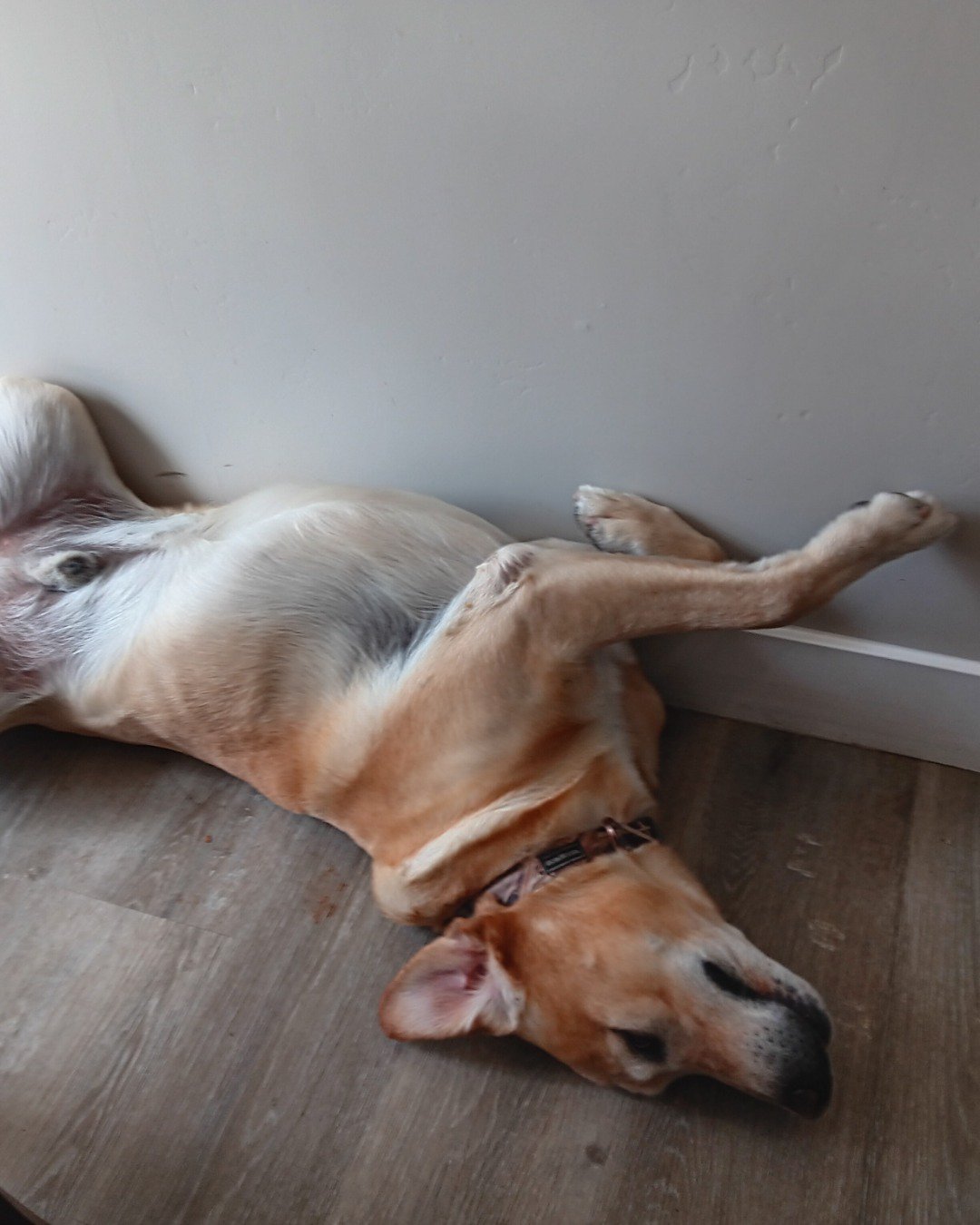 Marley the dark yellow lab. Dog, Hound, Person, Sleeping