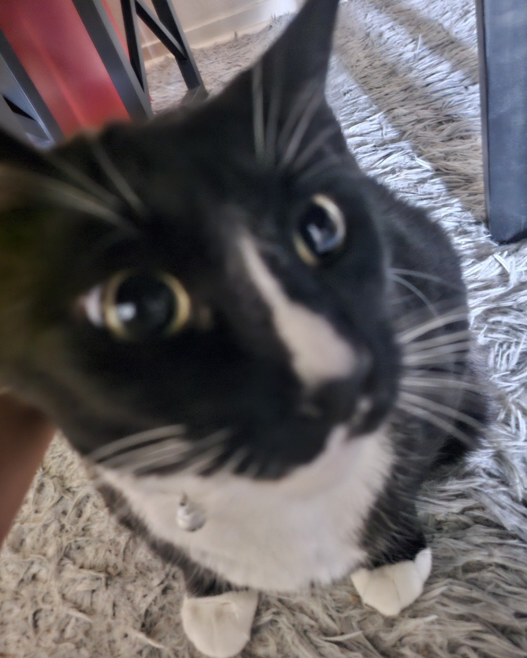 Commet the idk. Cat, Kitten