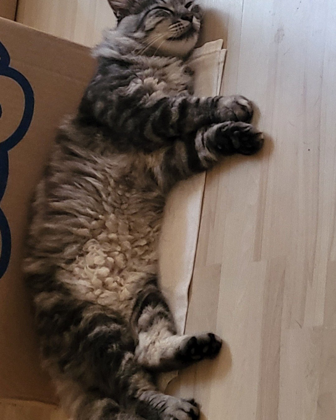 Yeti Freddie. Person, Sleeping, Wood, Hardwood, Indoors, Interior Design
