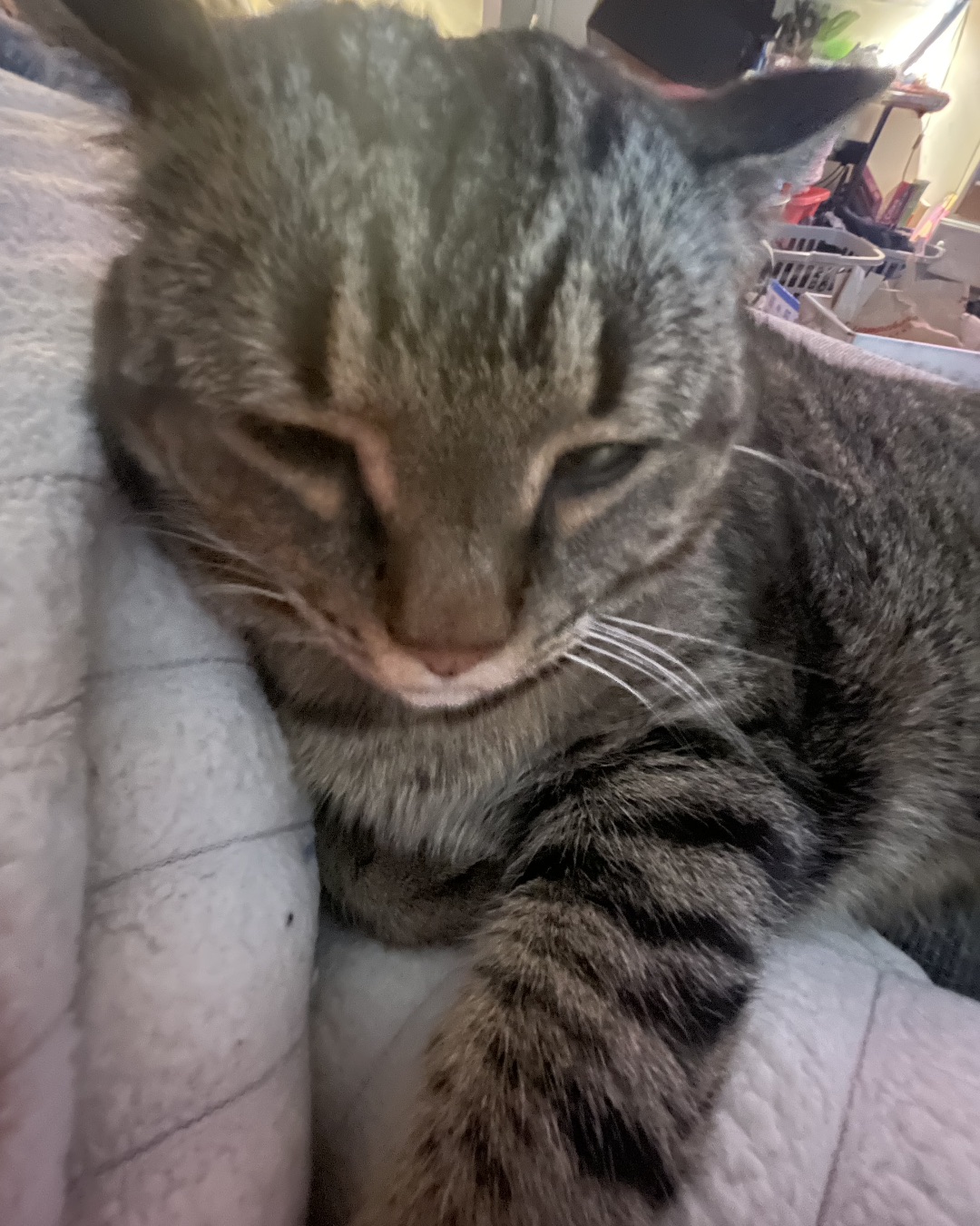 ReyRey — Couch, Furniture, Cat, Kitten, Abyssinian
