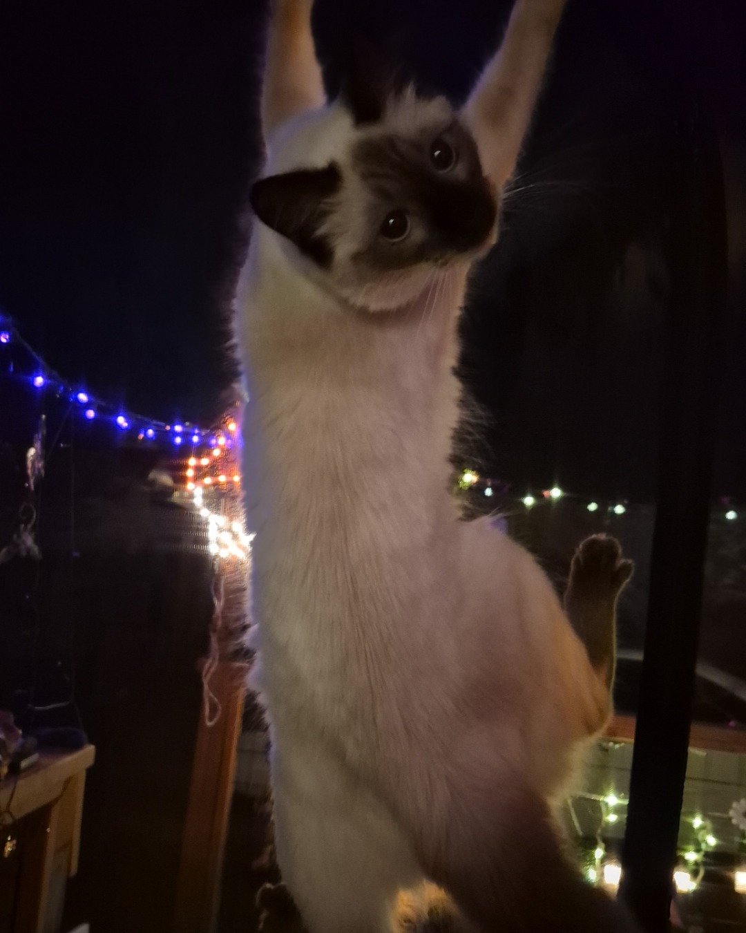 molly the siamese mix. Lighting, Cat, Nature, Night, Outdoors, Kitten