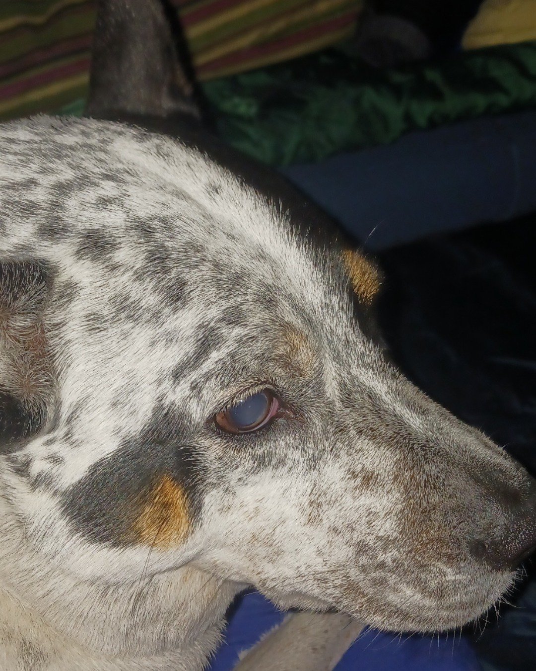 river the blue heeler. Dog, Hound, Puppy