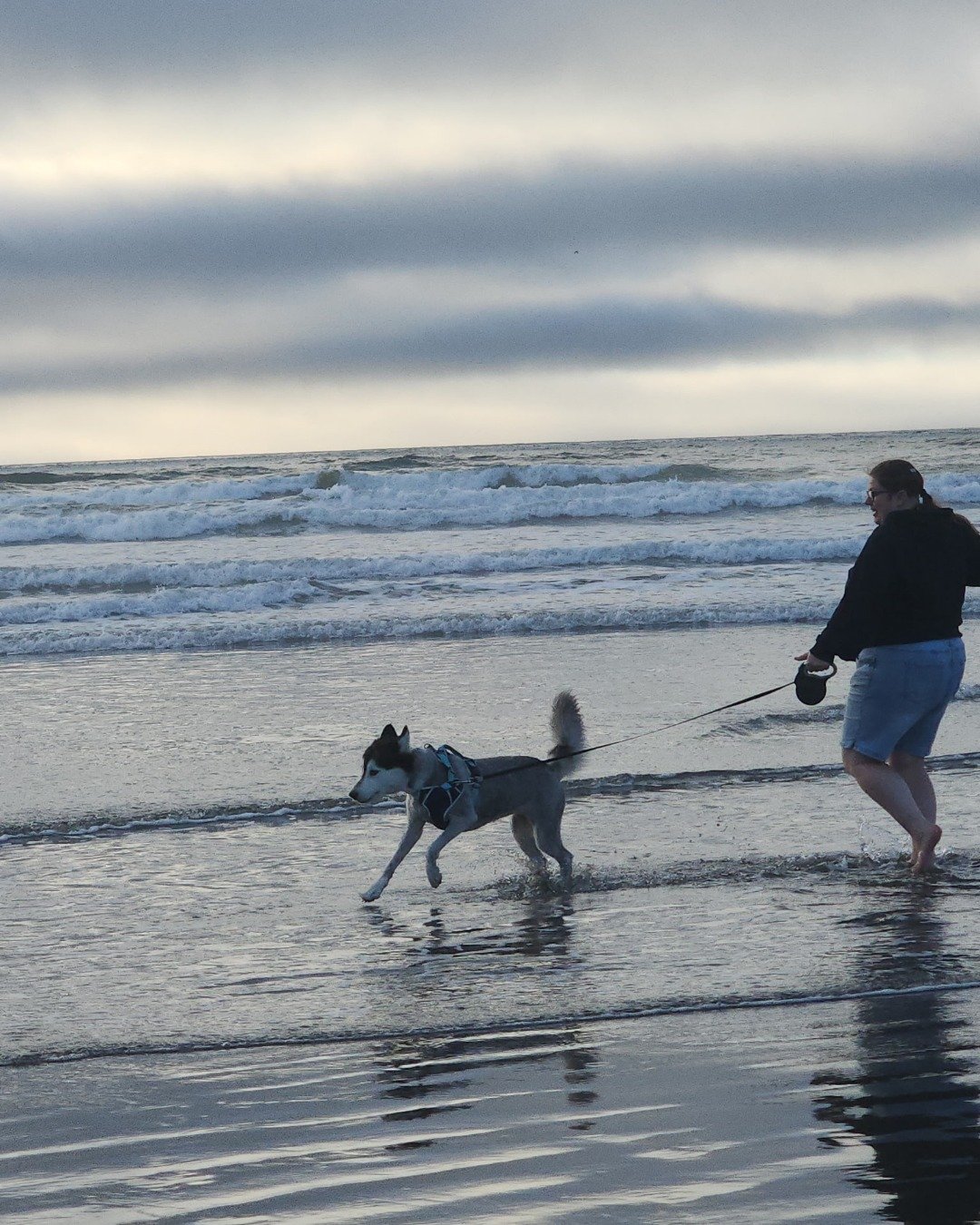 Tasha the Husky/wolf. Beach, Coast, Nature, Outdoors, Sea, Shoreline