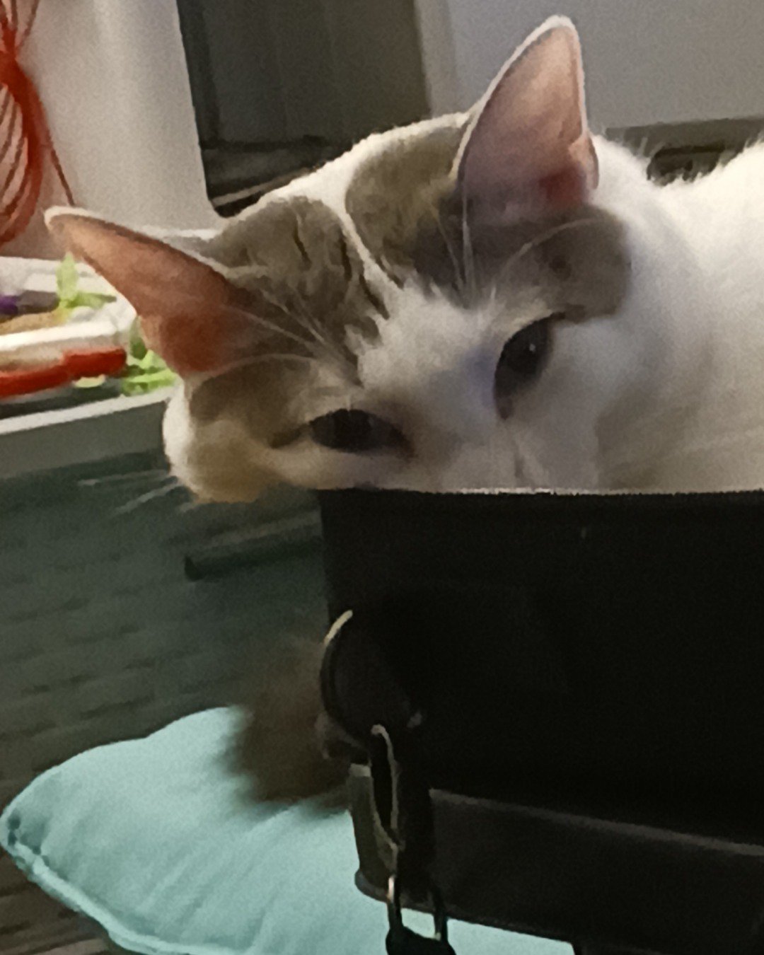 Little Dude the Unsure. Plant, Potted Plant, Cat, Kitten