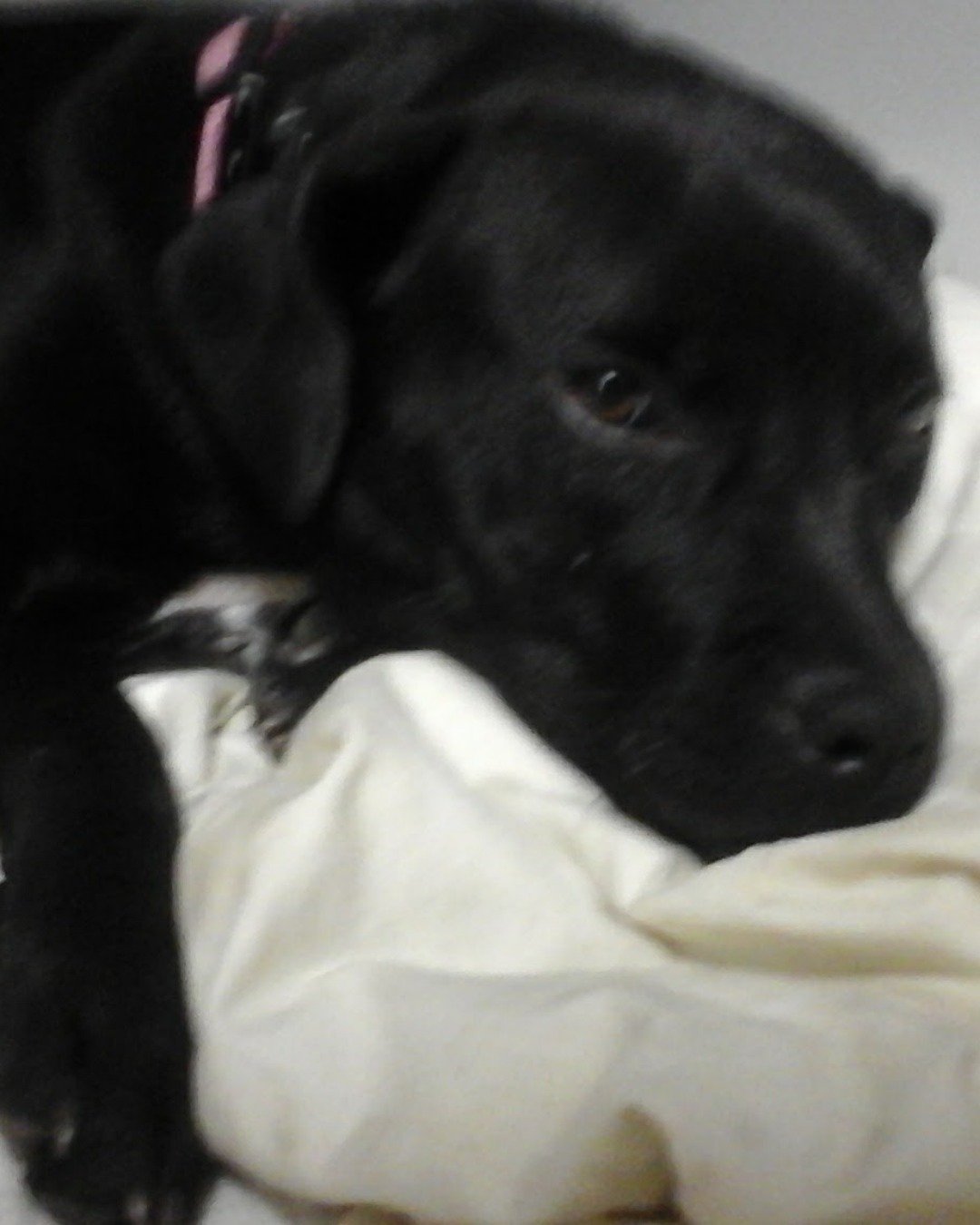 lexi the Labrador. Dog, Labrador Retriever, Puppy