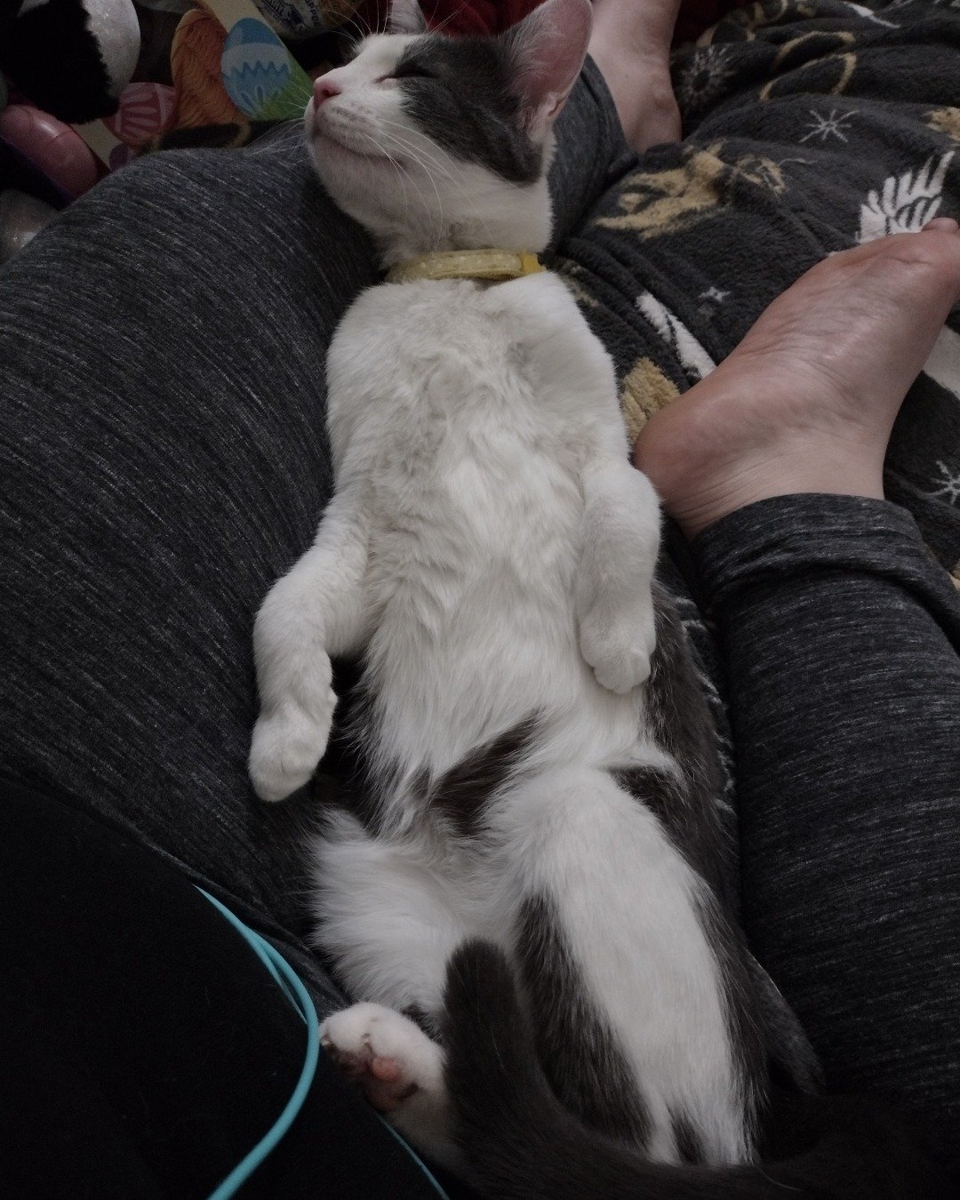 Cloudfur the American Shorthair. Couch, Furniture, Person, Sleeping, Cat, Kitten