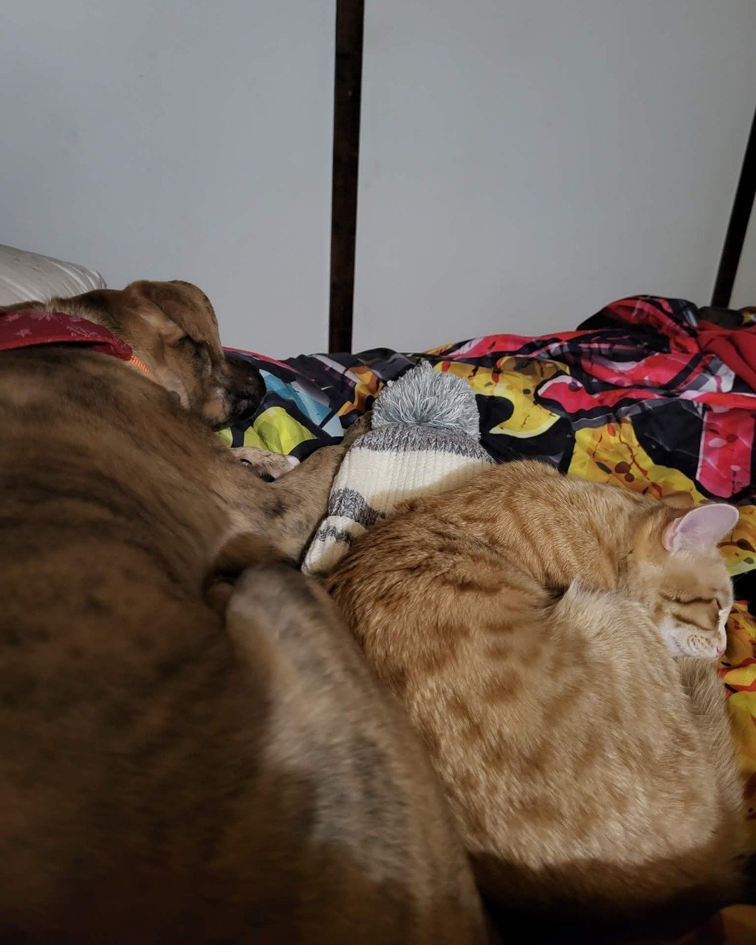 dumpling and Cally. Person, Sleeping, Blanket, Indoors, Interior Design, Cat