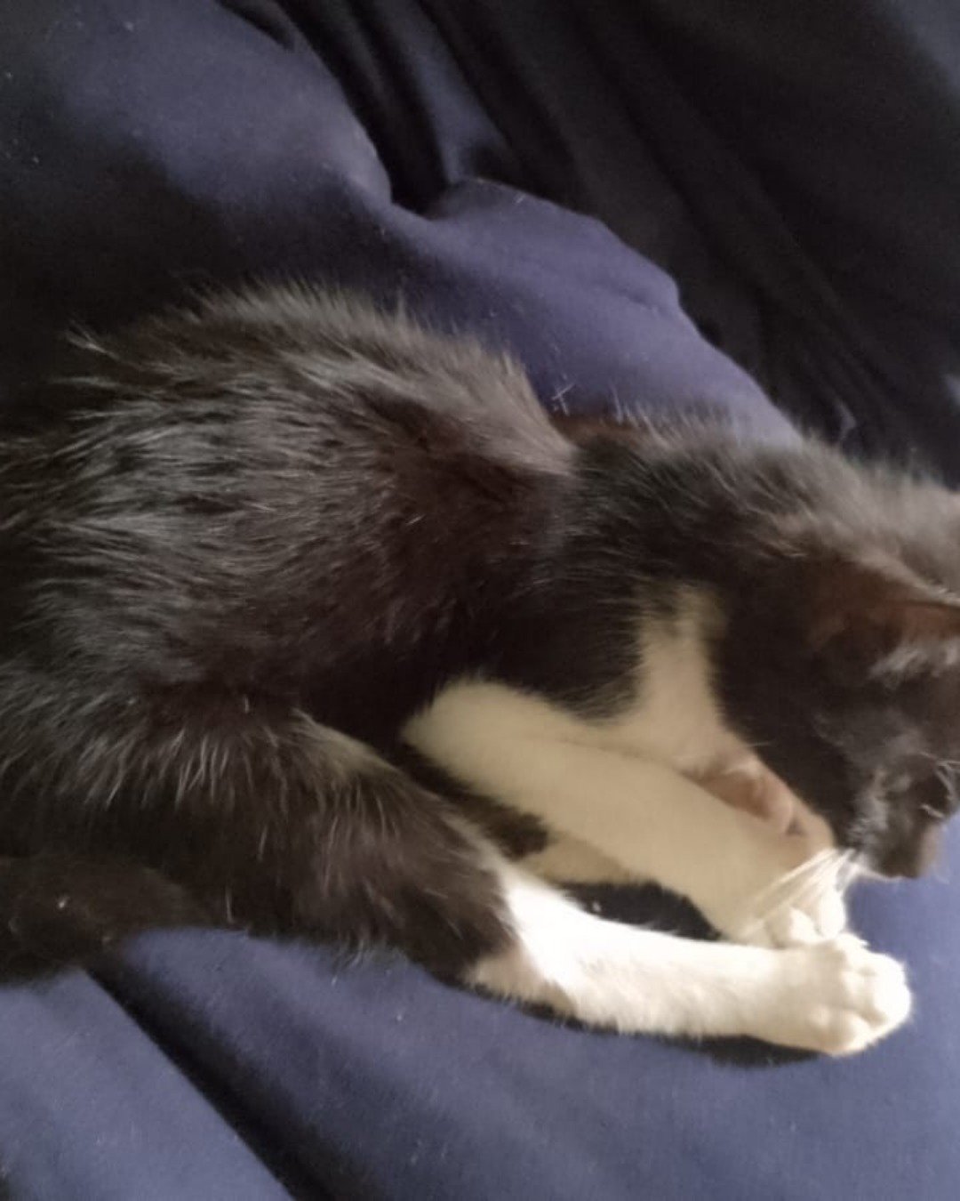 Silvestre. Person, Sleeping, Cat, Kitten