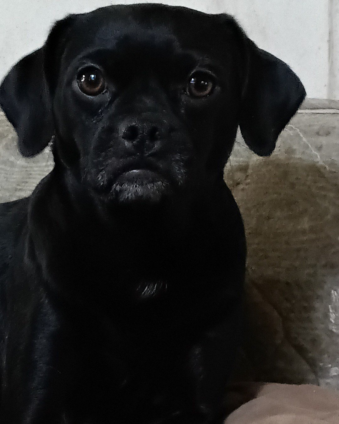 Amita the pugzu. Dog, Puppy, Pug