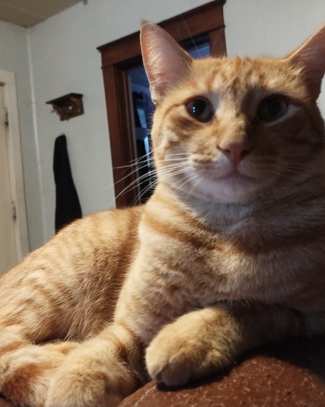 Ginger the tobby cat. Cat, Manx, Abyssinian, Door
