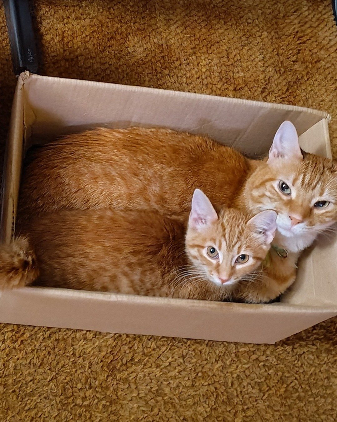 The Ginger Bros the Ginger. Box, Cat, Kitten, Cardboard, Carton
