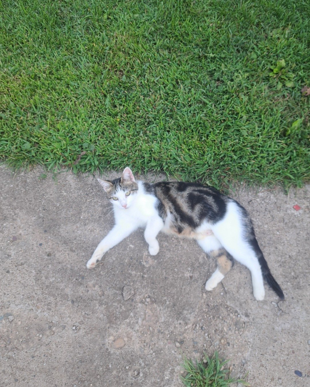 Queen. Grass, Plant, Cat, Kitten, Soil, Manx