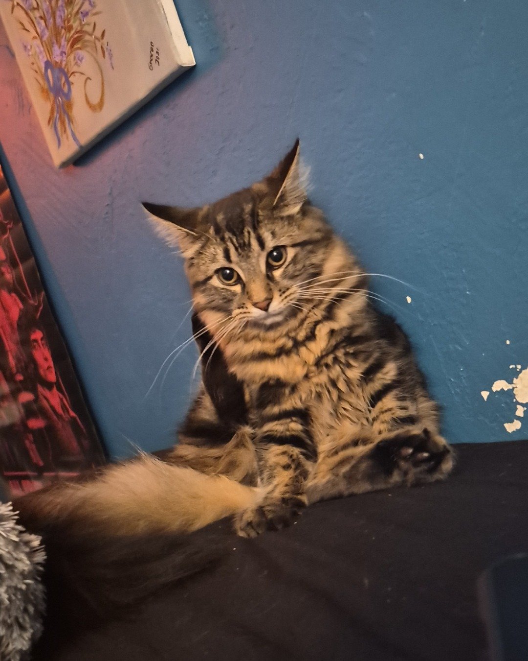 Noodle the Domestic longhair. Cat, Kitten, Manx