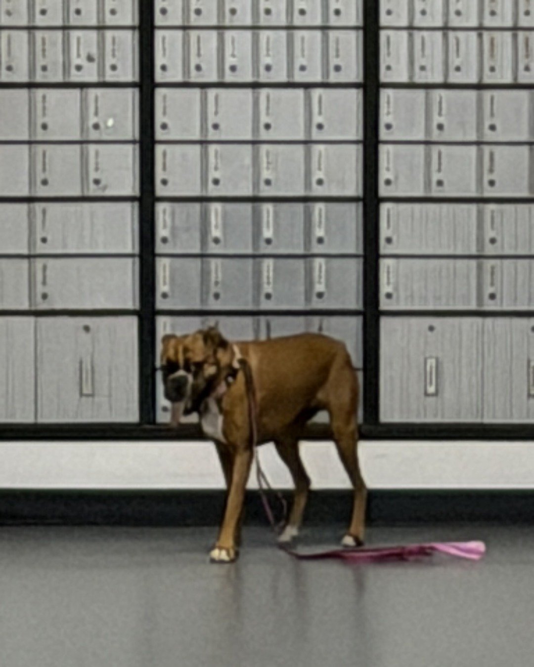 Niya the Boxer. Mailbox, Private Mailbox, Dog