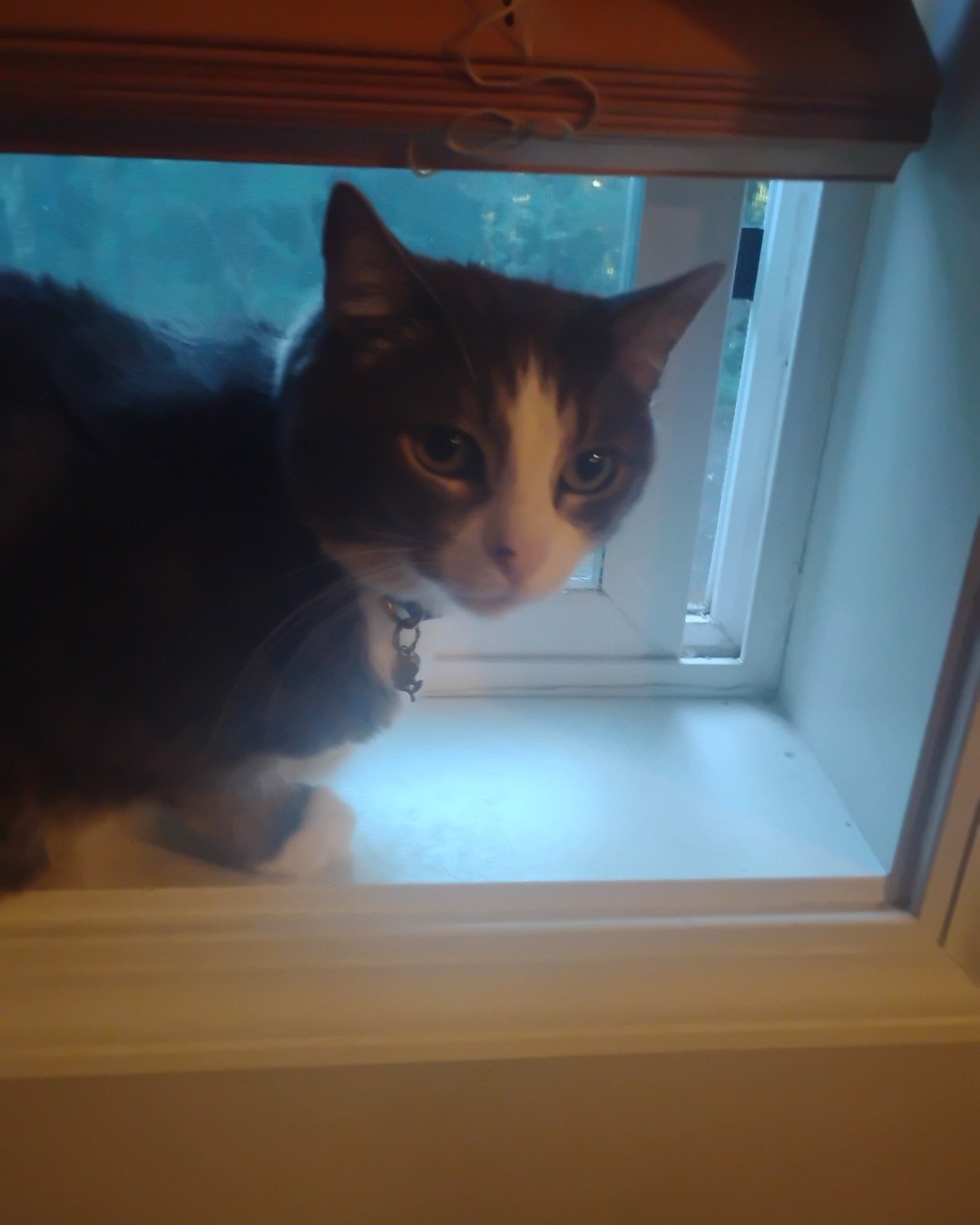 cloudy. Window, Cat, Windowsill