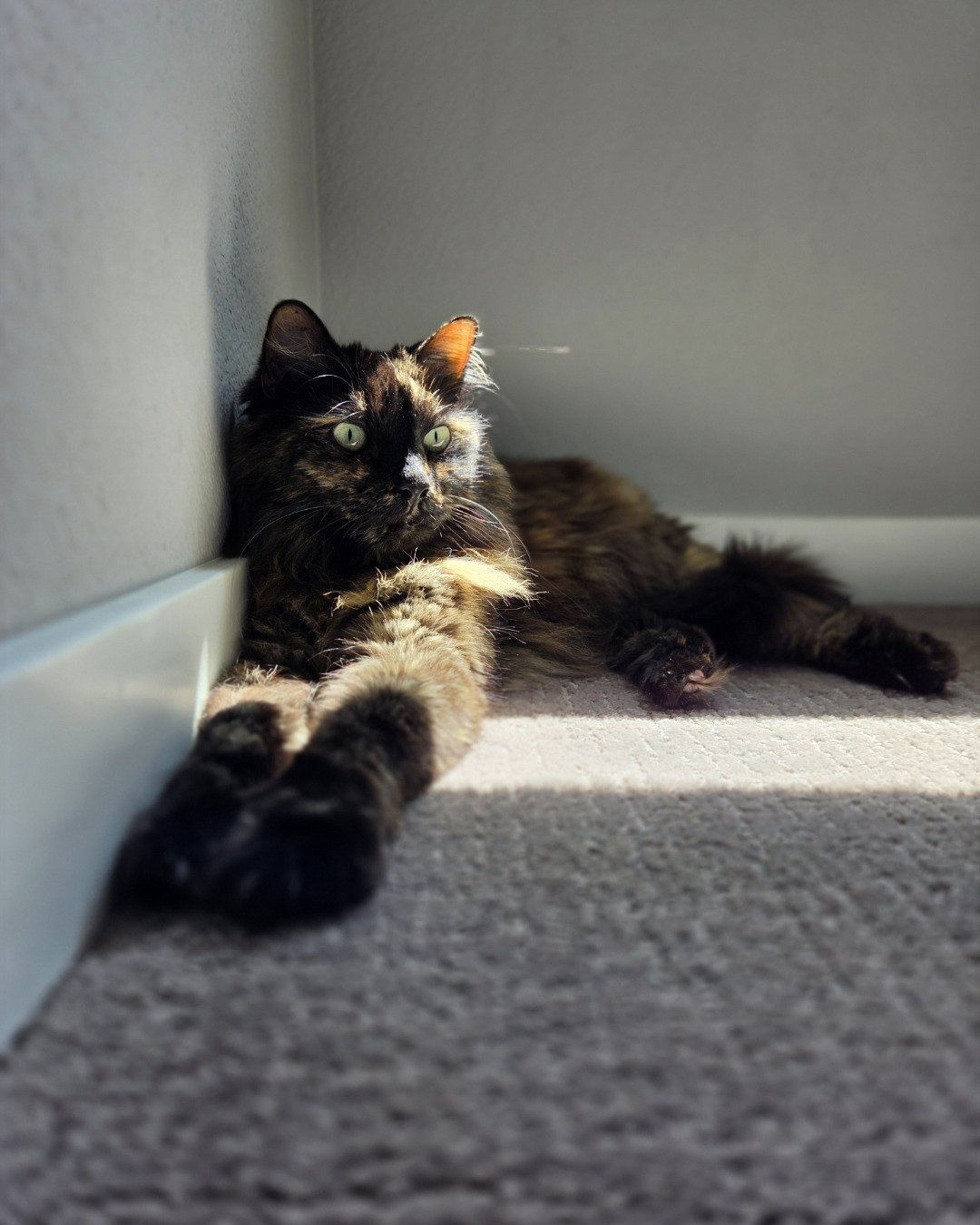 Ember. Cat, Manx, Kitten