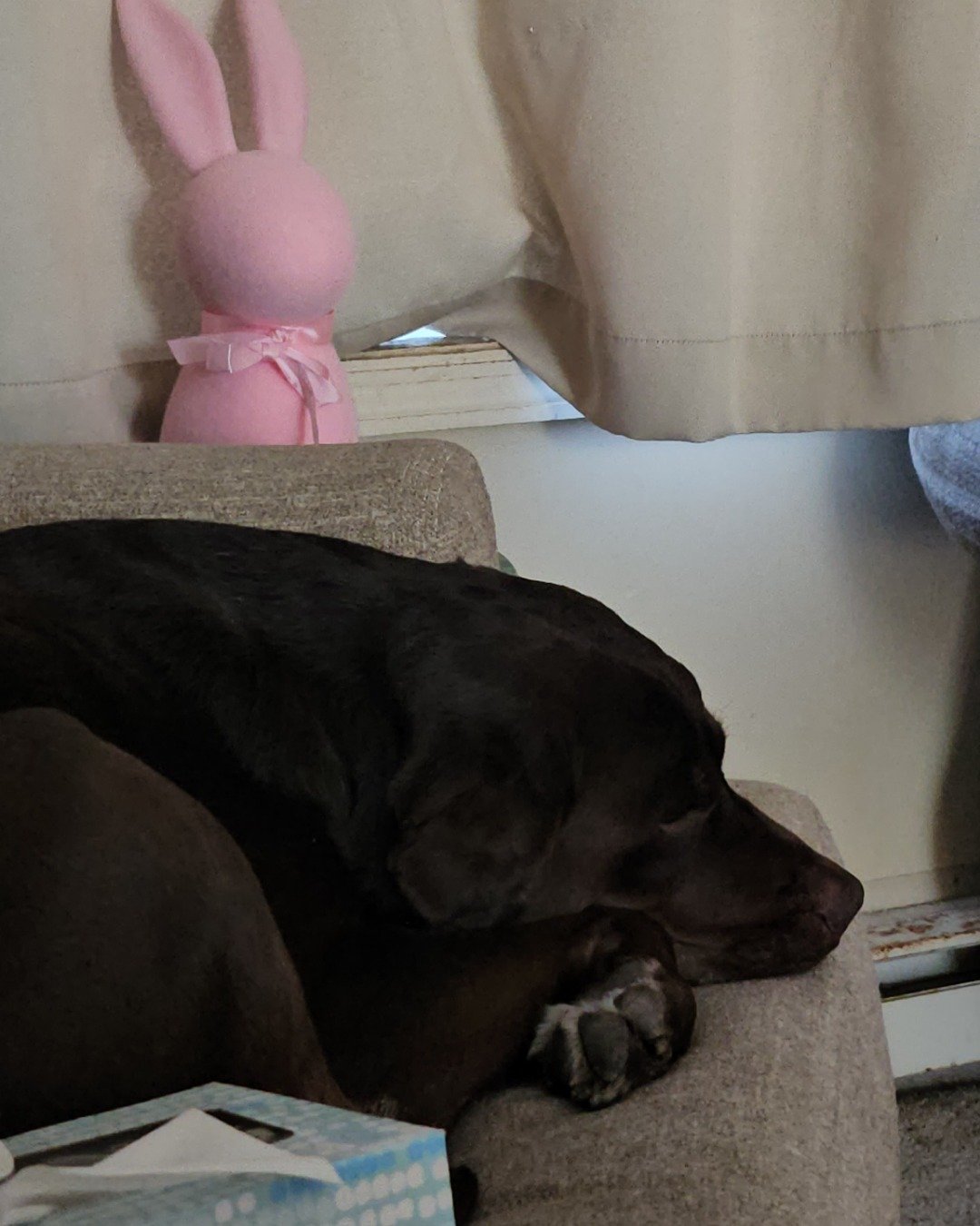 Roscoe the chocolate lab. Couch, Furniture, Dog, Puppy