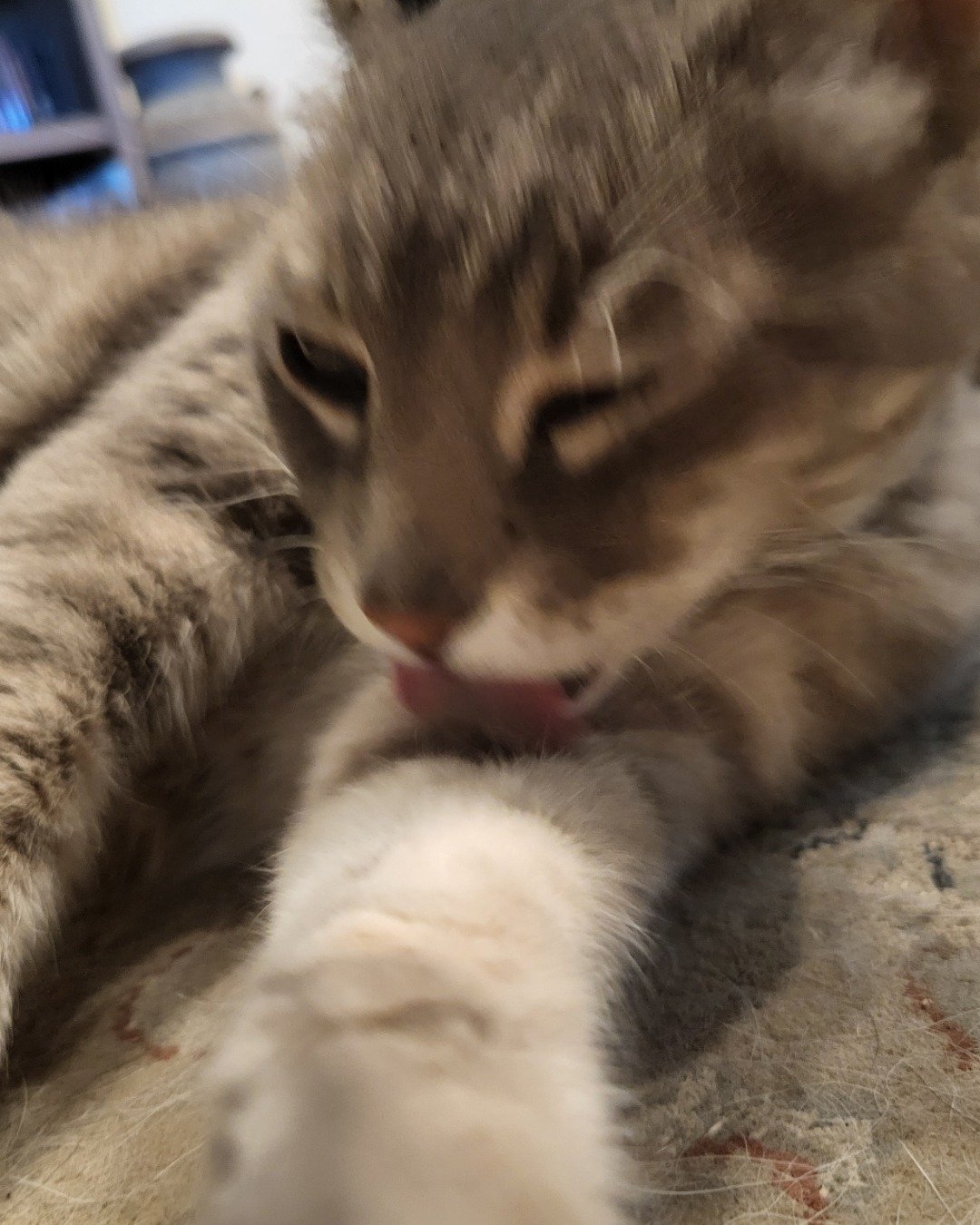 Jack the Tabby. Cat, Kitten