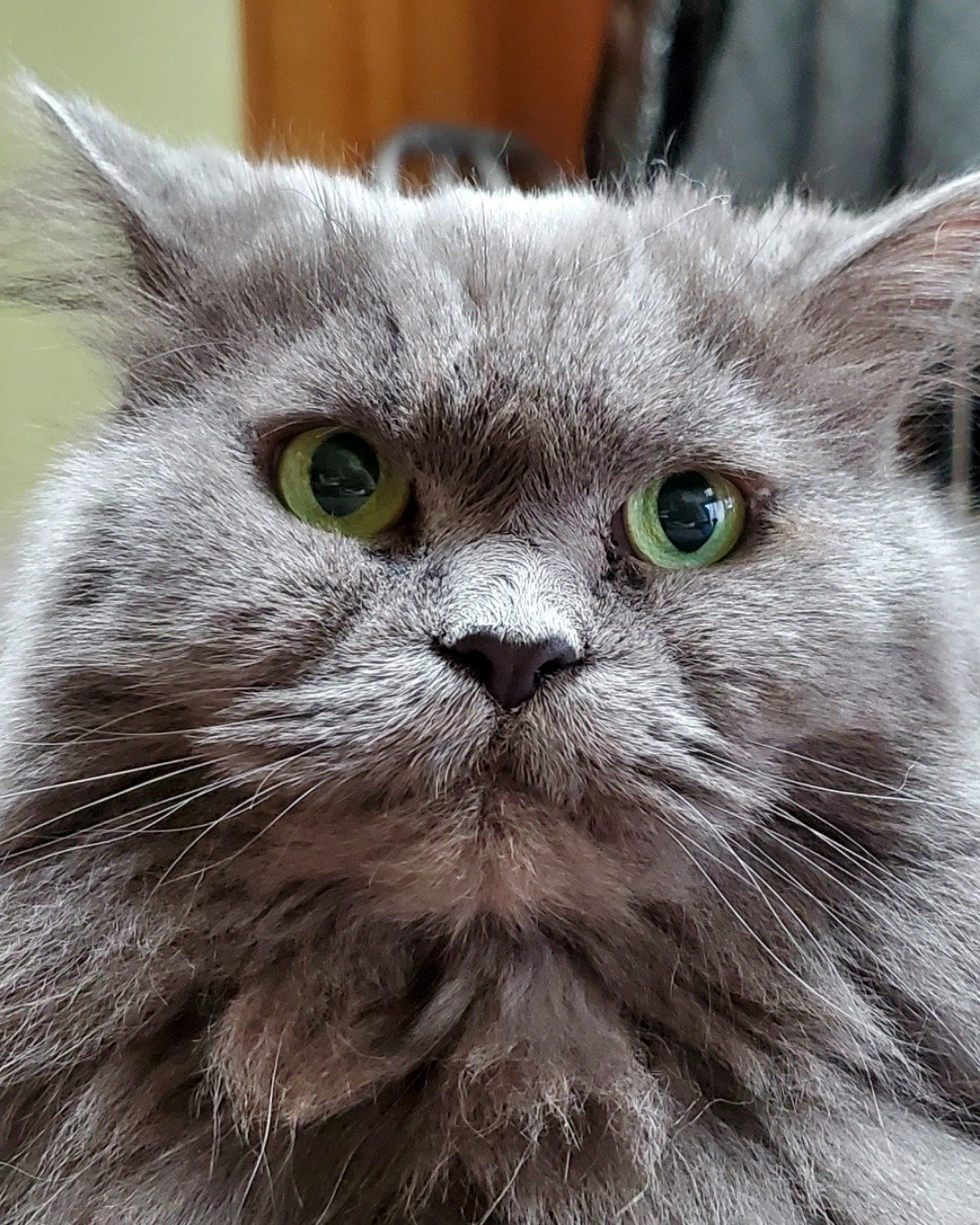 Fuzzy the Domestic Longhair × Himalayan. Cat, Angora