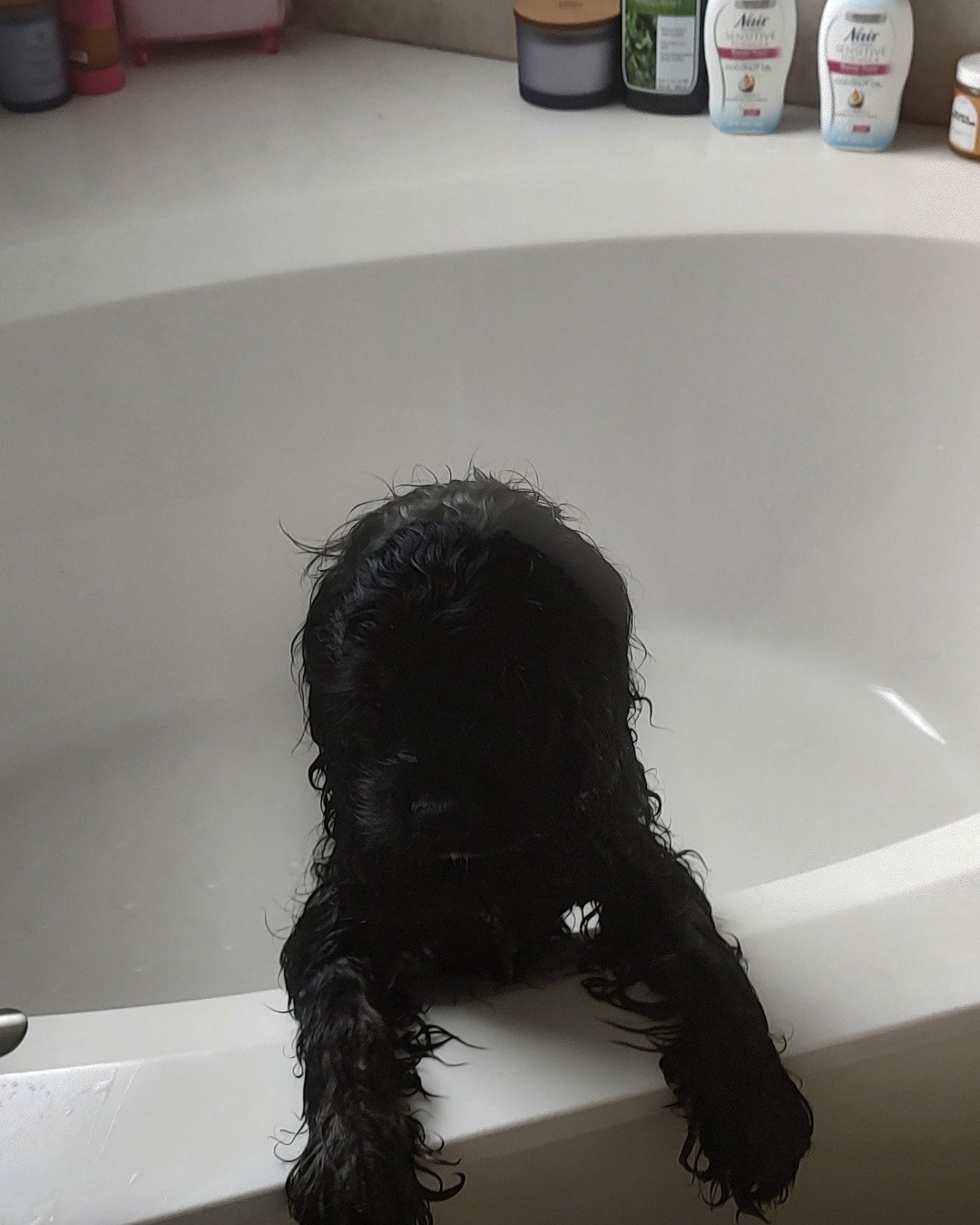hank the cocker spaniel. Bathing, Bathtub, Person, Tub, Dog, Puppy