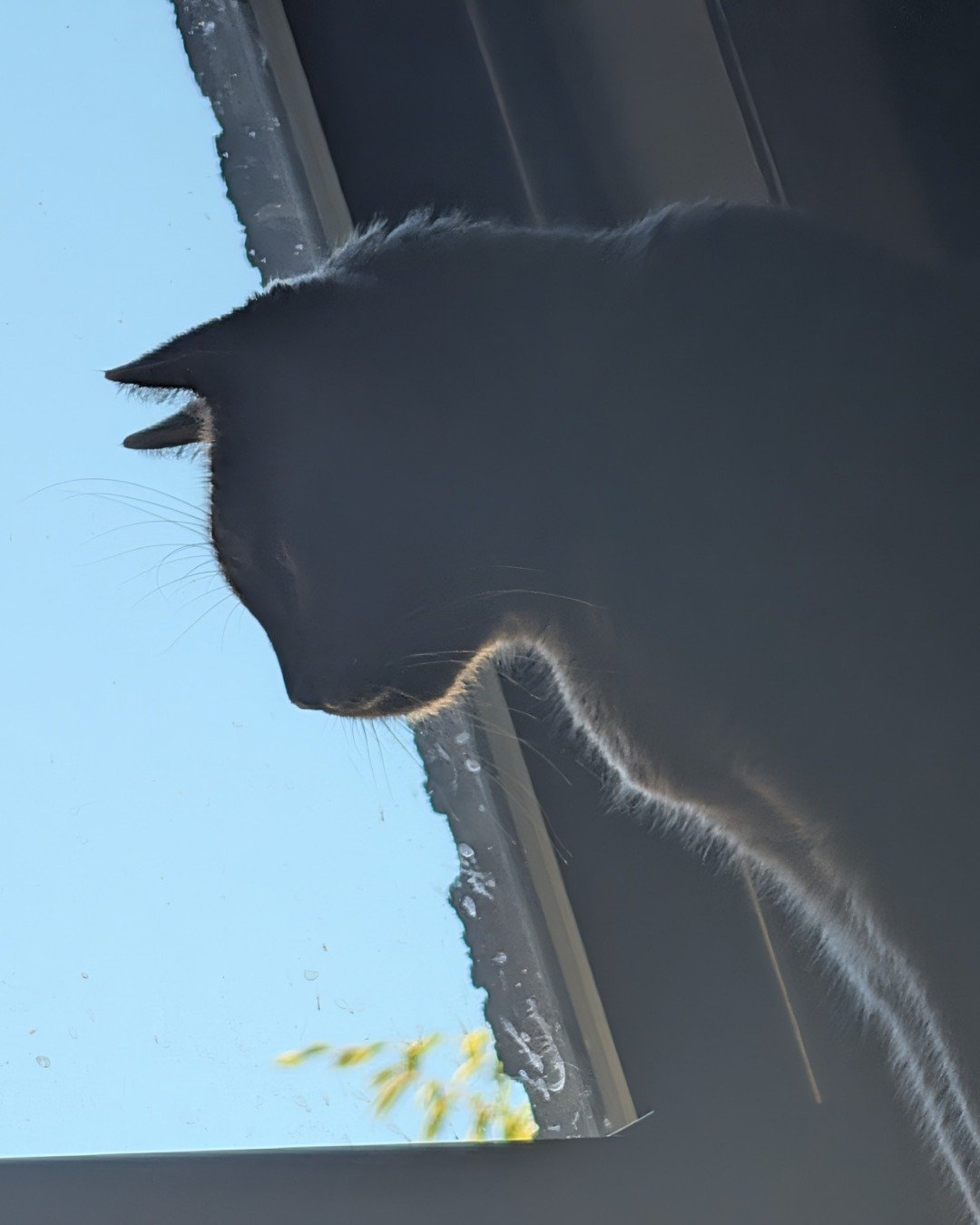 Theseus the Grey. Cat