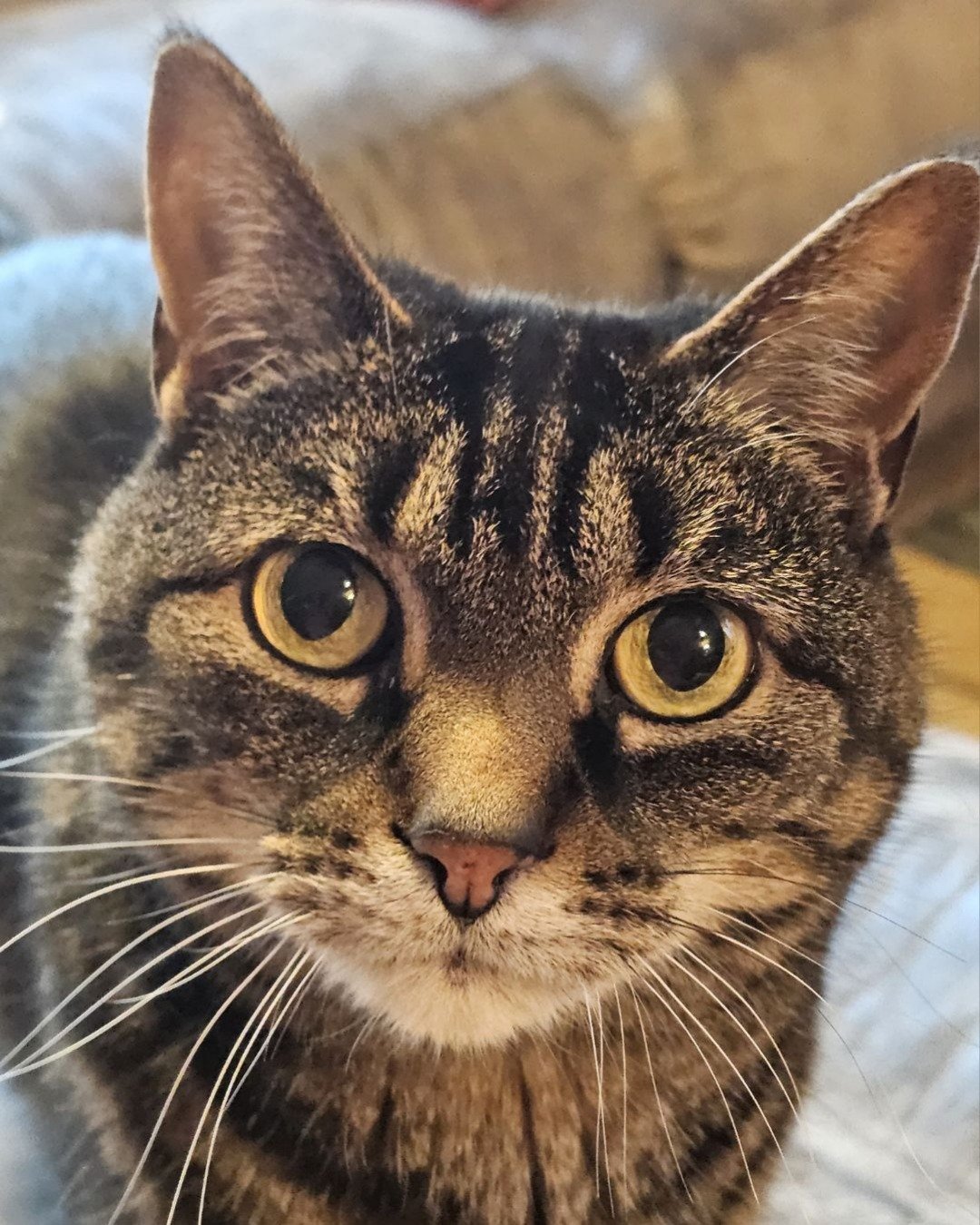 Nessa💗✨ the Domestic short hair tabby (we think). Abyssinian, Cat