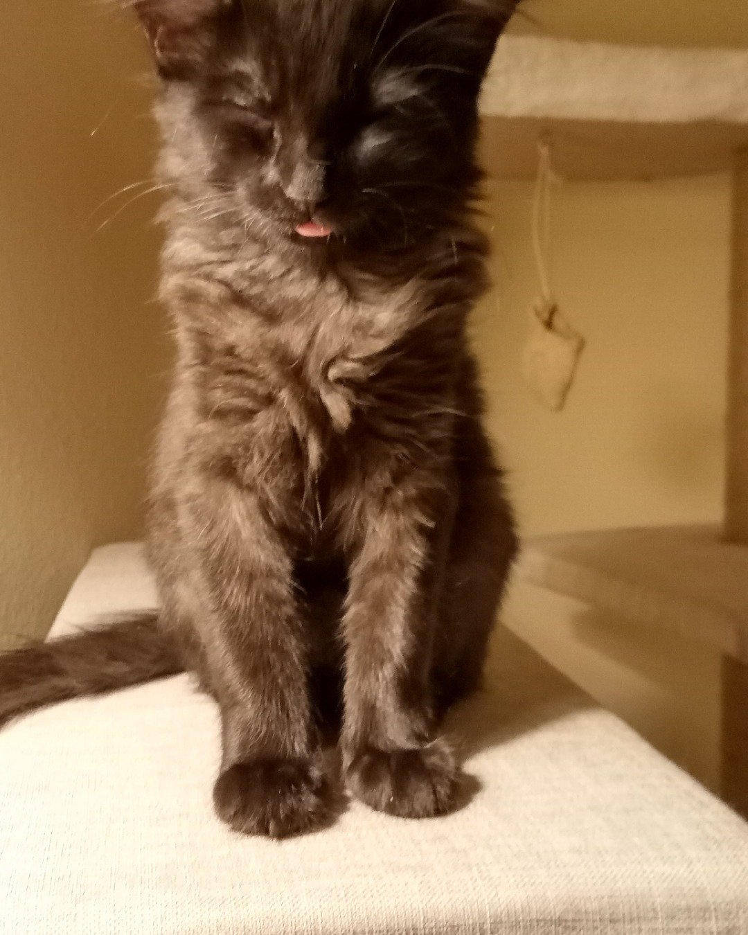 Cleopatra the Bombay. Cat, Kitten