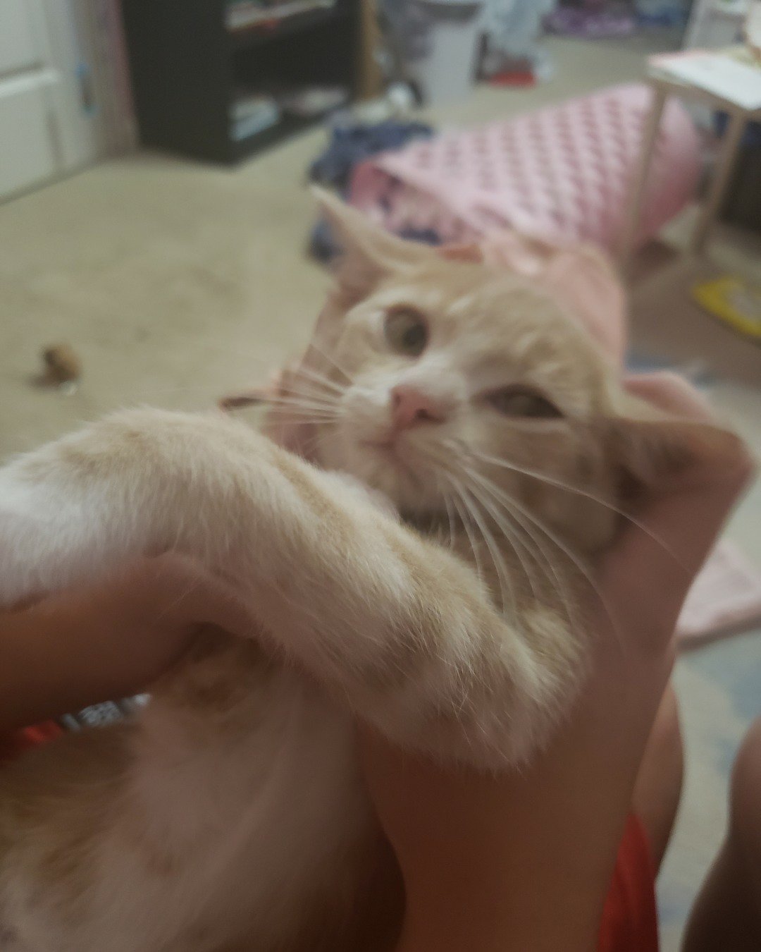 Cheesecake the Domestic short hair. Cat, Kitten, Person, Indoors