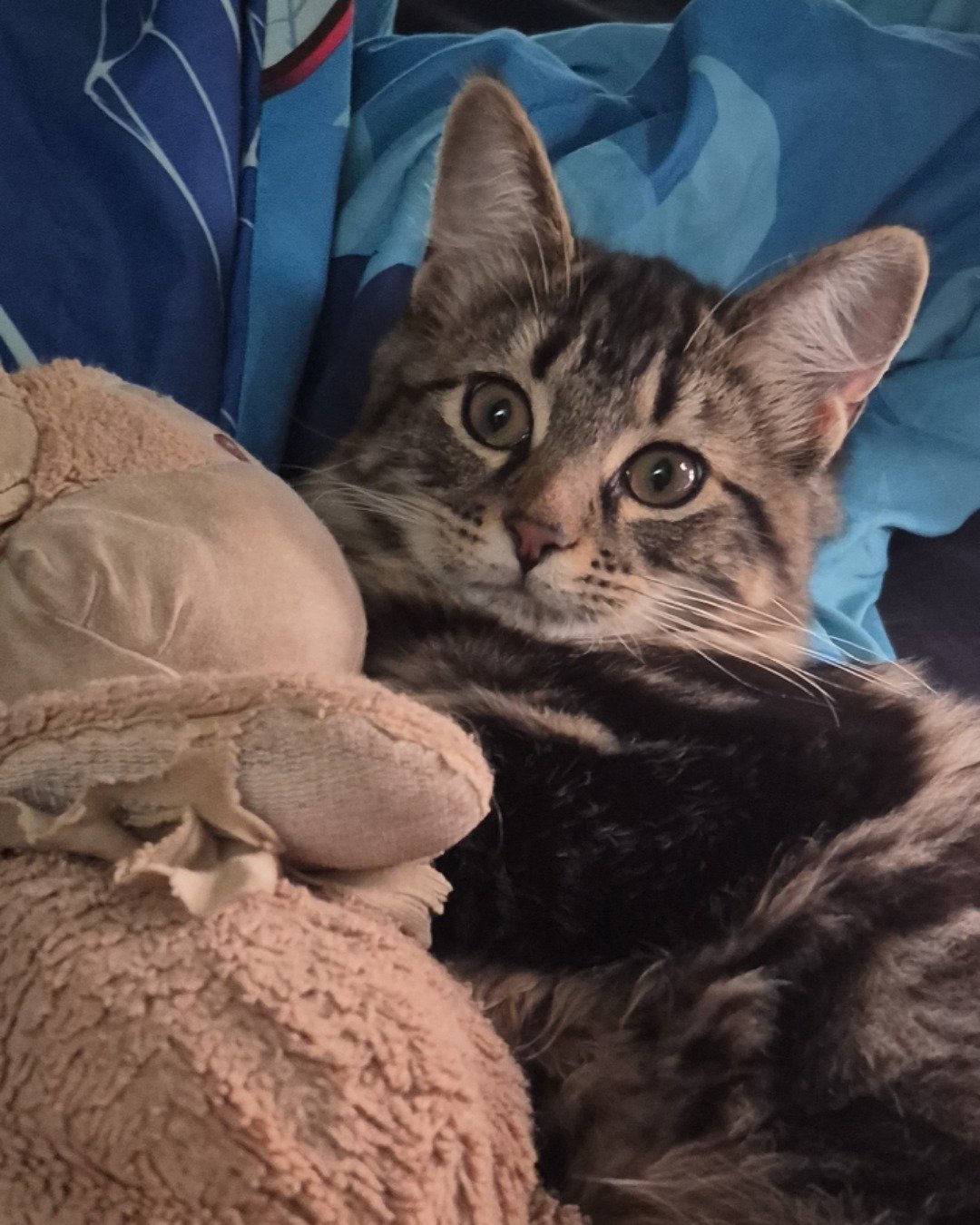 Noodle the Domestic longhair. Cat, Kitten, Cushion, Home Decor, Blanket, Couch