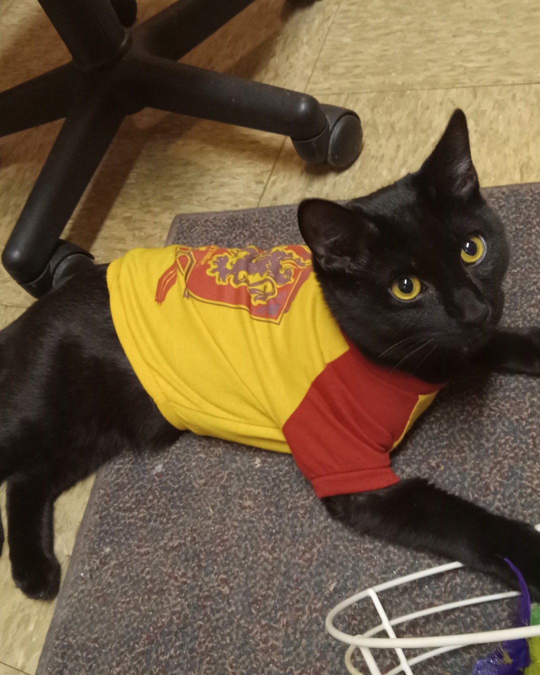 Danny. Cat, Black Cat